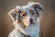 Australian Shepherd