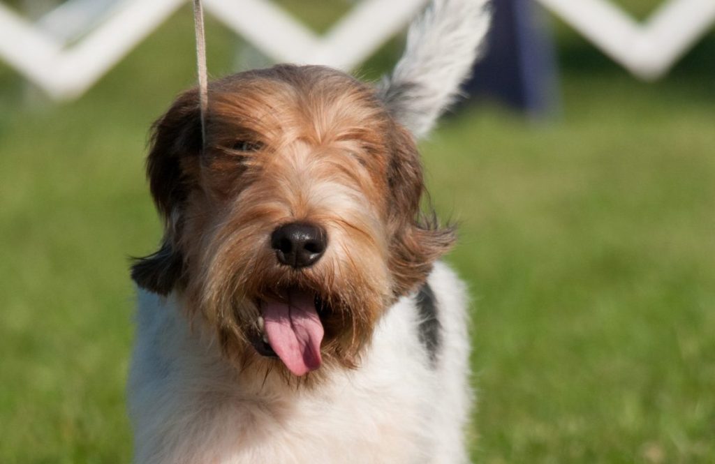 Petit Basset Griffon Vendéen (PBGV) at a dog show in upstate, New York.