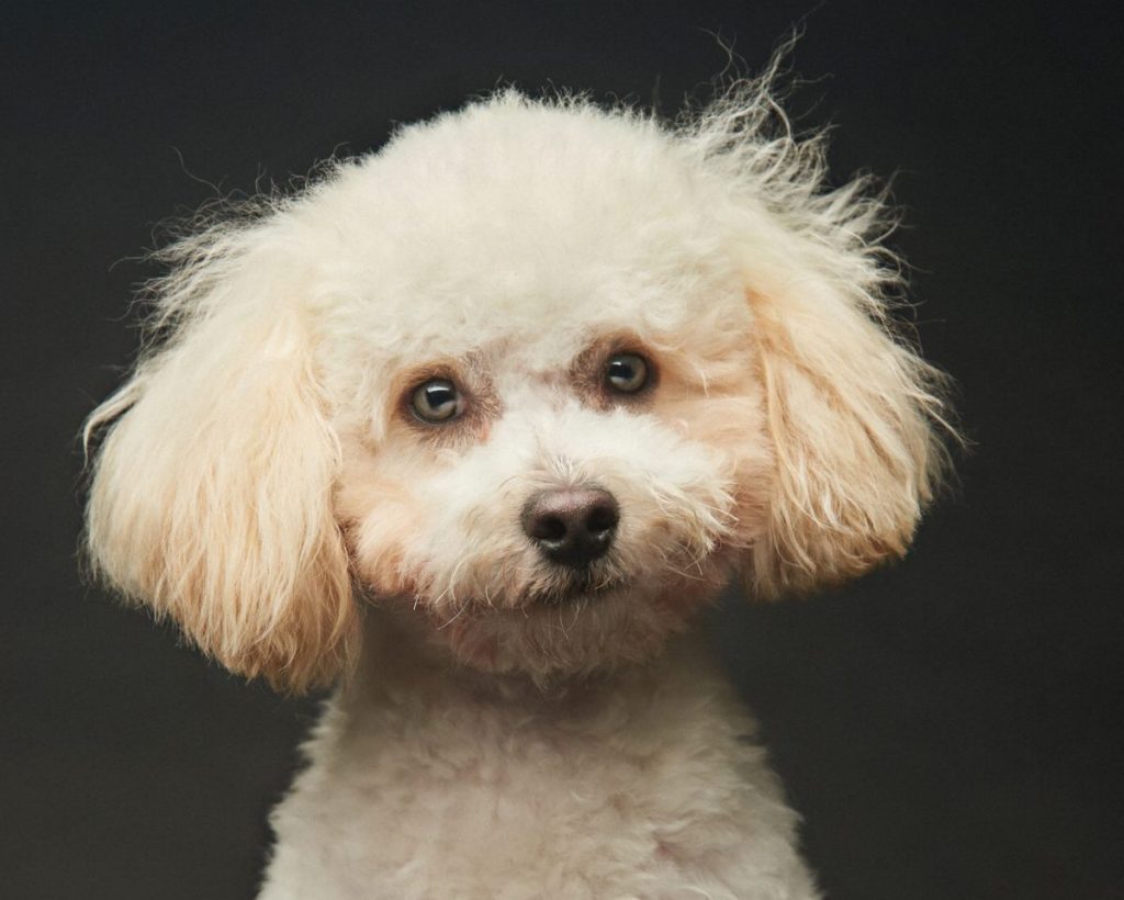 portrait of Maltipoo puppy in a studio