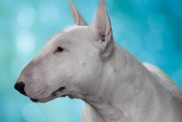 Bull terrier looking to the horizon