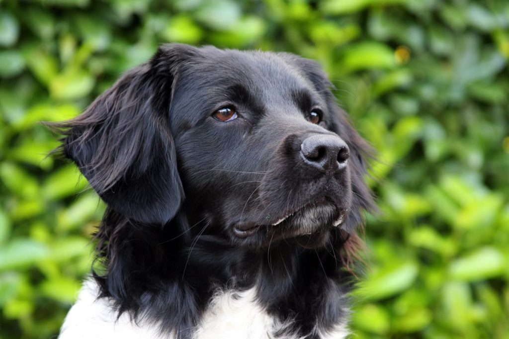 A portrait of a Stabyhoun, a Dutch dog breed that makes a great family dog.