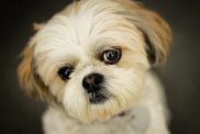 Cute dog (Shih Tzu) with big eyes pleading for attention.