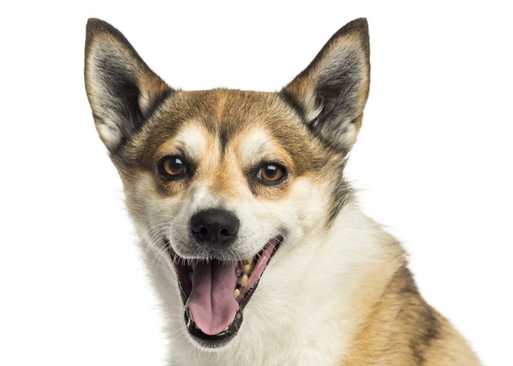 Close-up of a Norwegian Lundehund panting, isolated on white