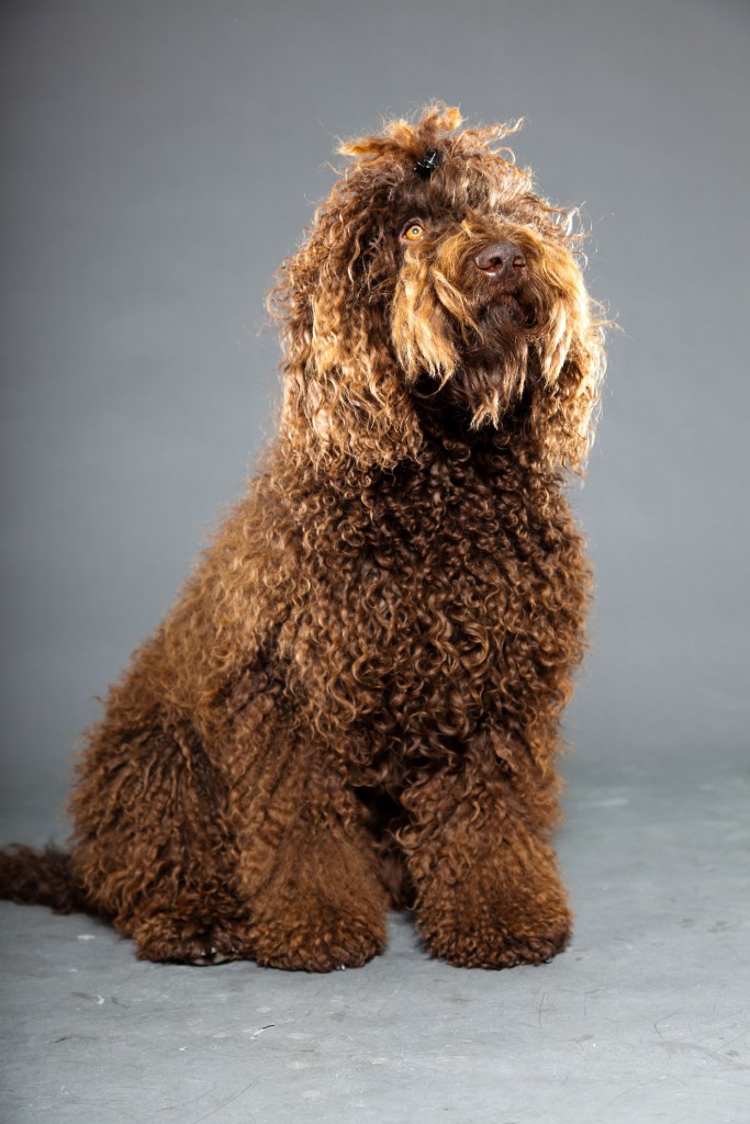 A Brown Barbet sitting in a photo studio with a beard. 