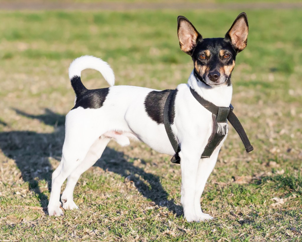 Cute Rat Terrier dog breed with Upright Ears Standing on Grass