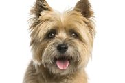 Close-up of a Cairn terrier in front of a white background