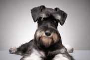 Close up of black Miniature Schnauzer