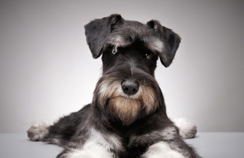 Close up of black Miniature Schnauzer