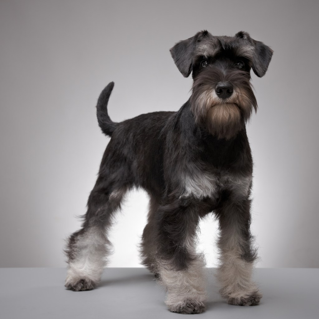 Miniature Schnauzer standing