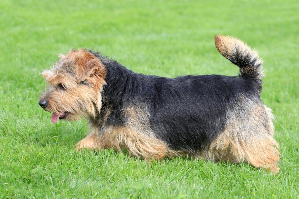 A Norfolk Terrier with a curious personality. 