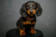 Studio photo of black and tan Dachshund puppy, looking at the camera.