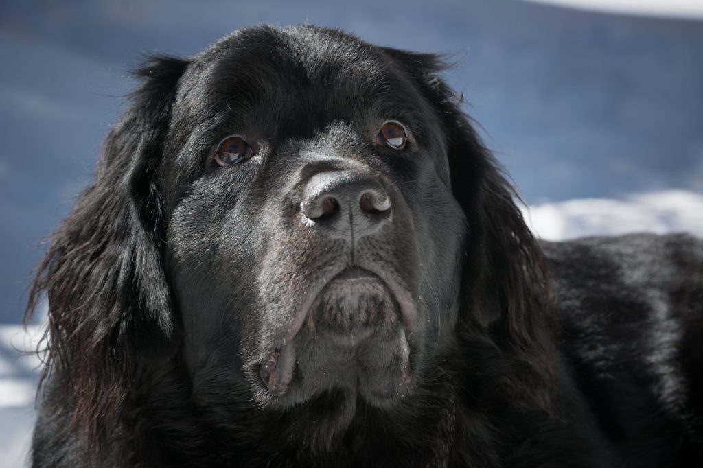 A black Newfoundland dog lays in the snow looking up