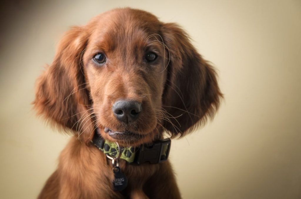 A photograh of an Irish Setter puppy sitting against a studio backdrop.