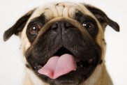 Headshot of Pug on white background sticking tongue out