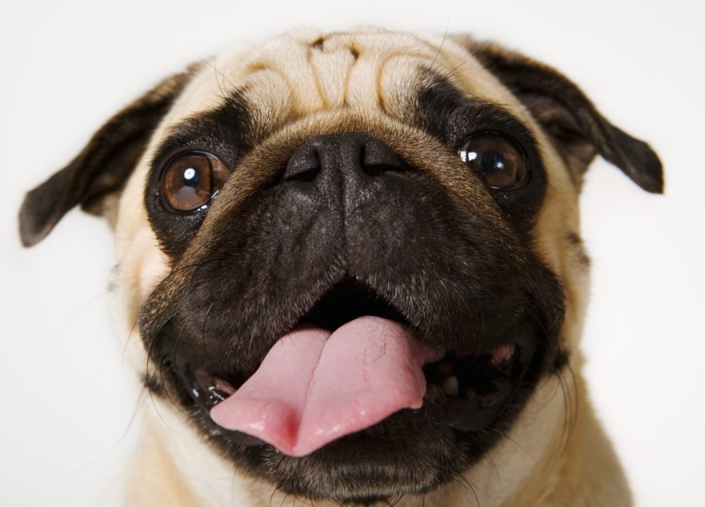 Headshot of Pug on white background sticking tongue out