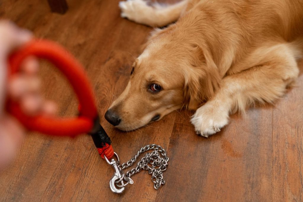 Golden Retriever dog refusing to come when called, exhibiting disobedience and bad behavior when asked to walk on leash.