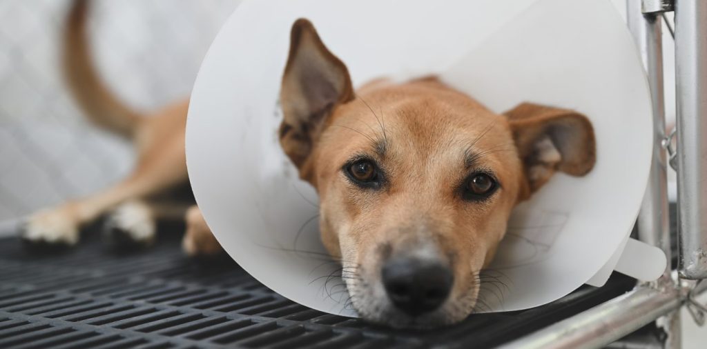 Dog lying down with plastic cone on head after spay or neuter surgery