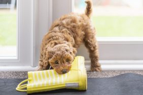 puppy chewing on rain boot