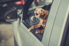 Little Dog Looking out the car window at parking area and barking, vintage filter effect