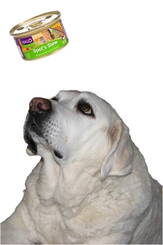 Joey levitating Spot's Stew for dogs Joey levitating Spot's Stew for dogs