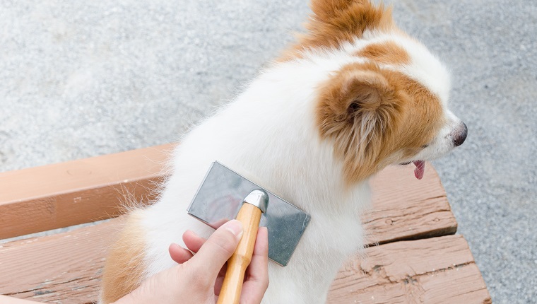 Young woman brushing her dog.