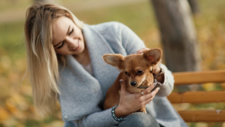 young beautiful Woman in the park with her funny long-haired chihuahua dog