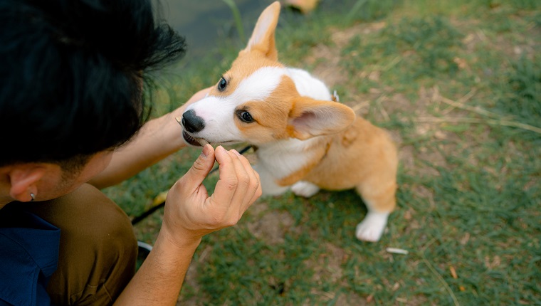 Asian man takes his beloved dog to the park for an afternoon vacation.