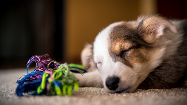 Header, Portrait of a cute mixed-breed Puppy with a Dog toy rope, copyspace