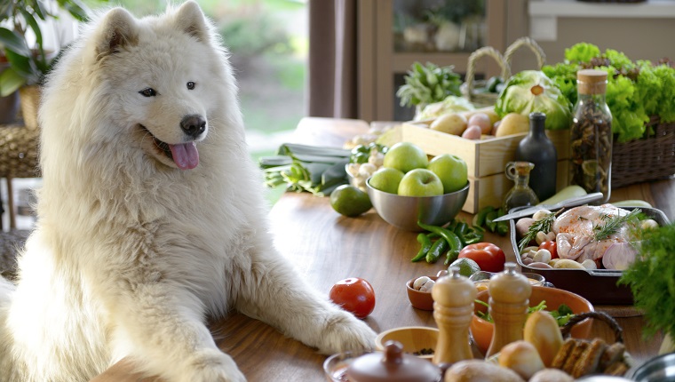 samoyed dog in the kitchen