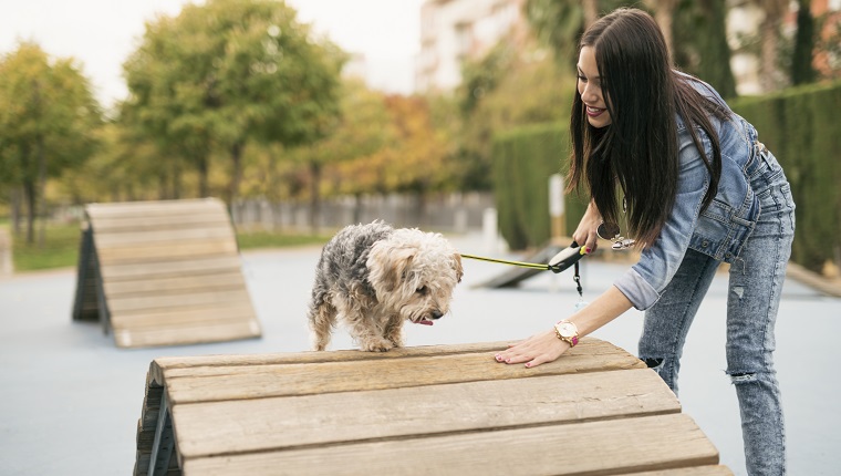 Woman training dog in circuit. Jaen, Spain