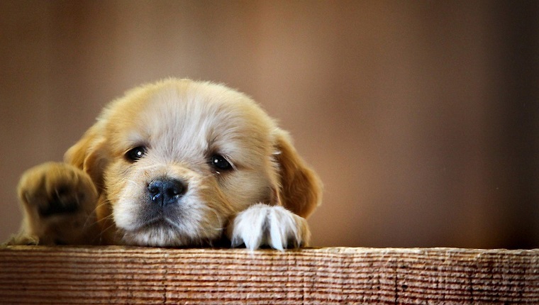 Close-Up Portrait Of Puppy