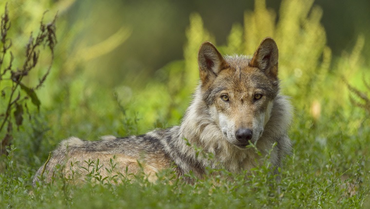 European Gray Wolf, Canis lupus lupus, Germany