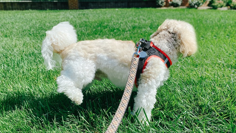 Side view of male Coton de Tuléar lifting leg over grass area to urinate