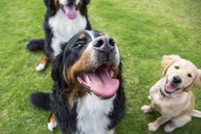 happy dogs dog park etiquette