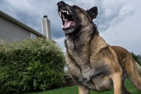 Low Angle View Of German Shepherd Barking In Yard Against Sky