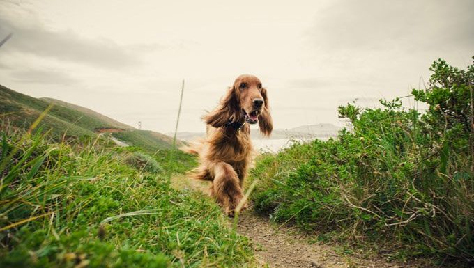 irish setter walks along nature path