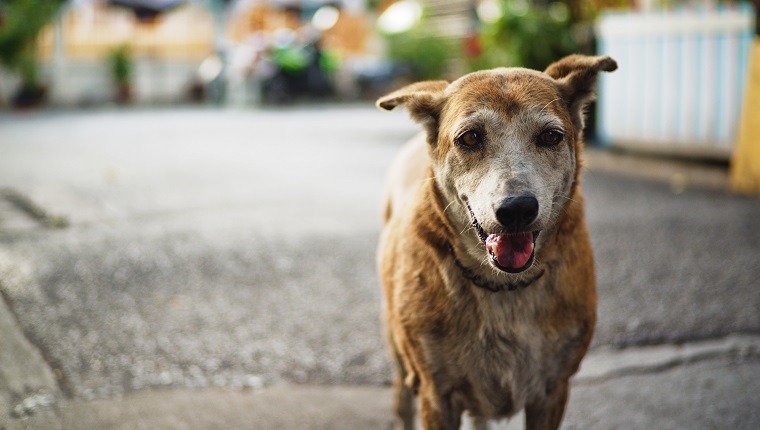 Portrait Of Dog