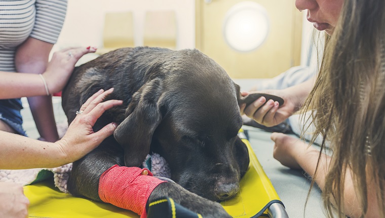 Family around dying dog