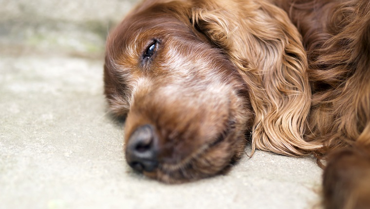 Portrait of a beautiful, cute old Irish Setter dog