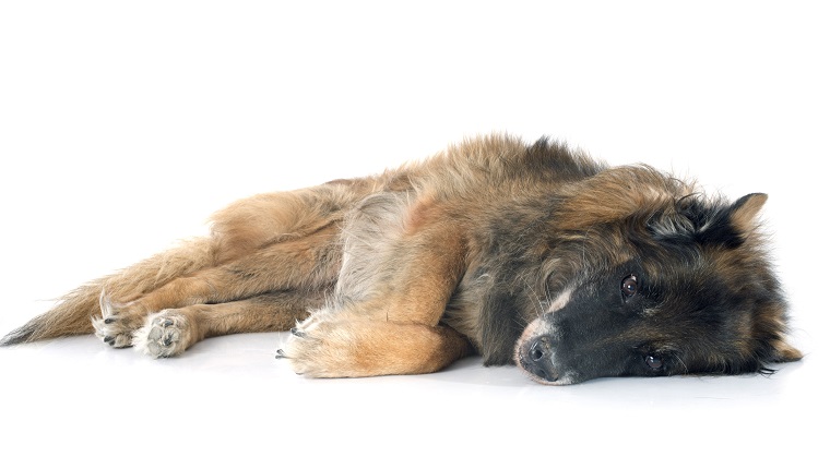 old belgian shepherd in front of white background