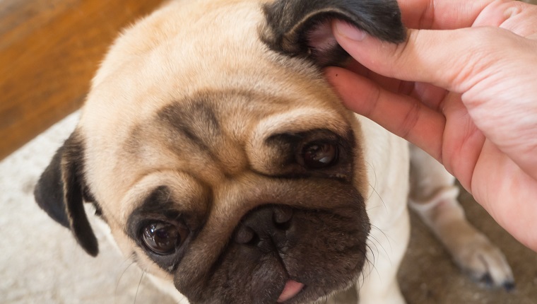 Closeup of human use hands to remove dog adult tick from the fur