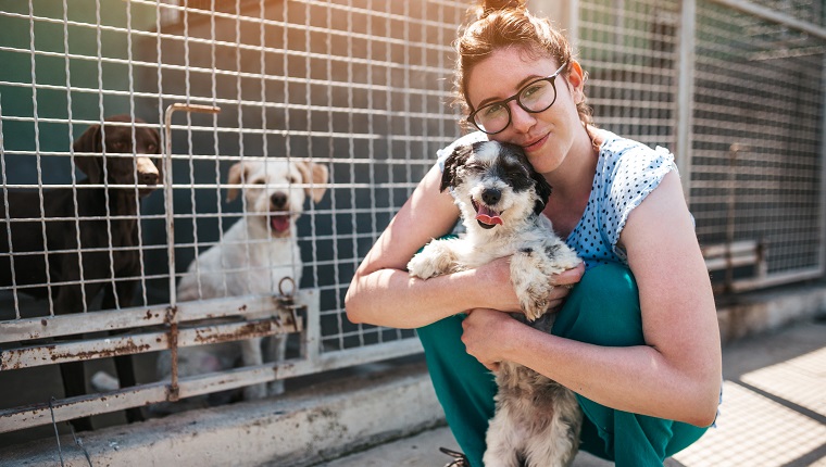 Young adult woman working and playing with dogs in animal shelter