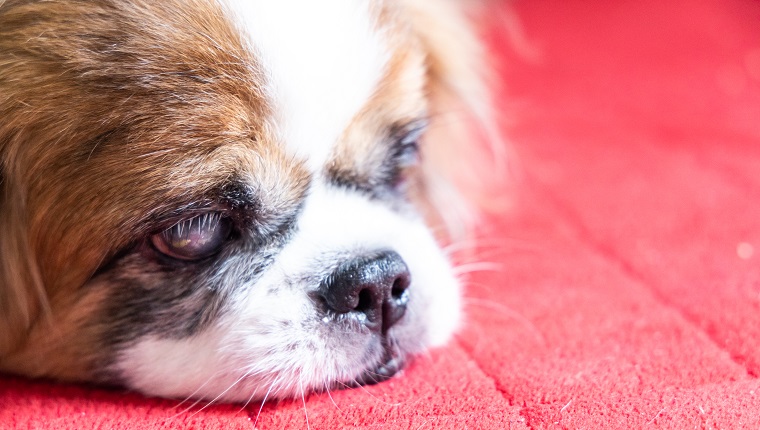 Old age blind pekingese dog with cataract on both eyes resting on floor