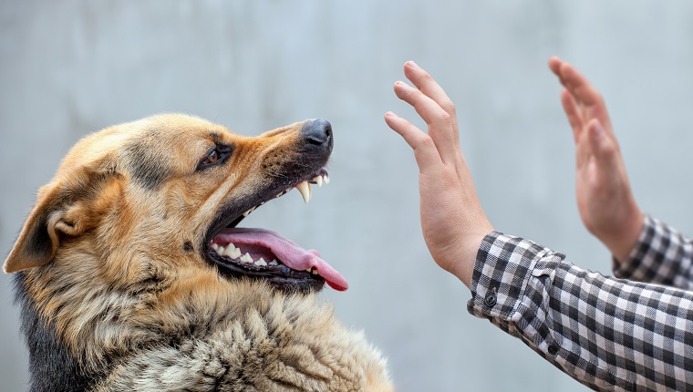 A male German shepherd bites a man by the hand.