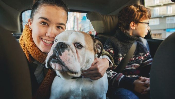 bulldog in car with kids