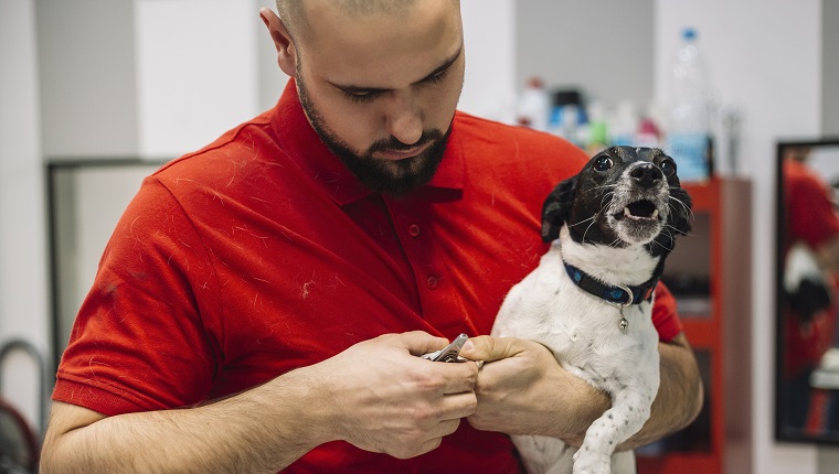 Groomer with a dog