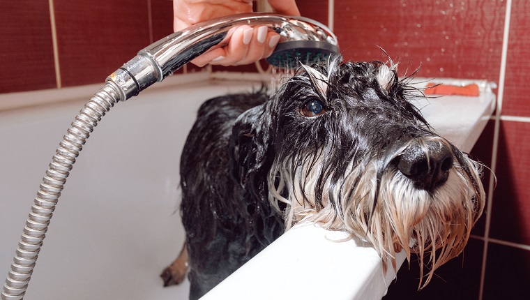 black dog schnauzer in bathroom take shower