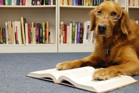 Golden retriever in glasses reading textbook in front of bookcases.