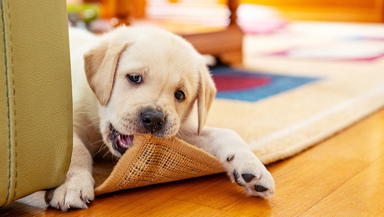 6 weeks old labrador retriever puppy chewing the carpet in living room