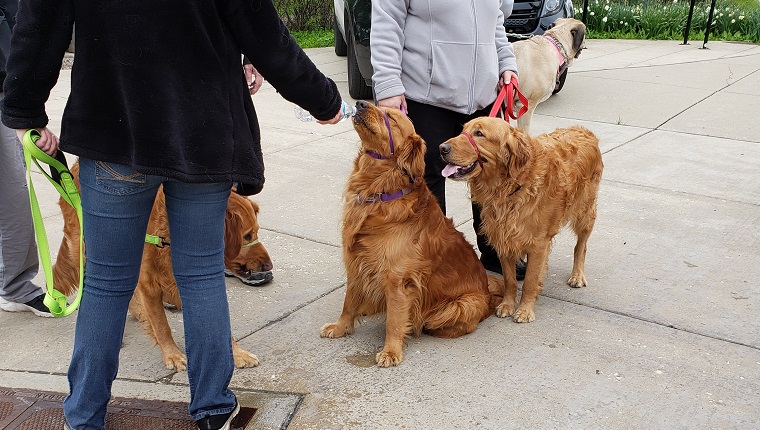 dogs socializing